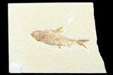 Detailed Fossil Fish (Knightia) - Wyoming #176330-1